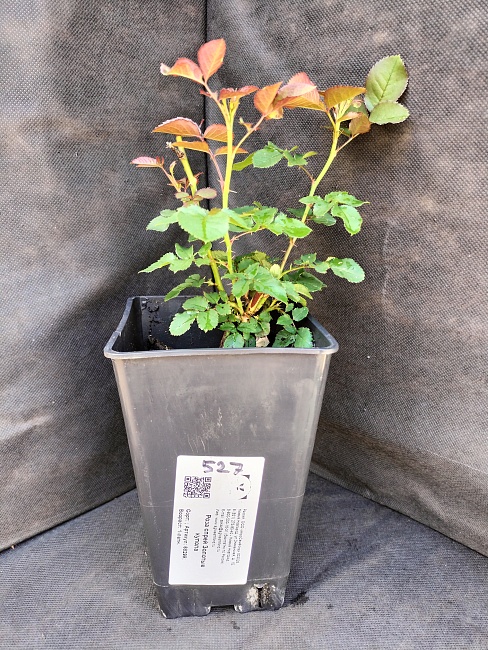 Роза спрей Золотые купола